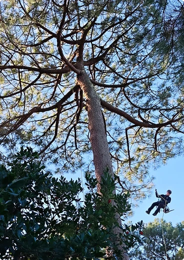 Sylvatech 33 elagage taille arbre Sylvatech 33 elagage taille arbre