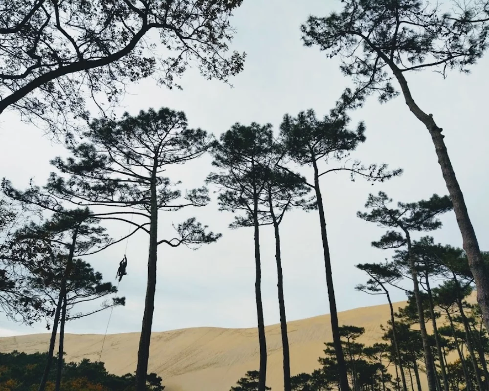 sylvatech-elagage-bassin-arcachon-Elagage-taille-5